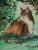 un autre chat